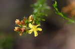 Coastal plain St. Johns wort